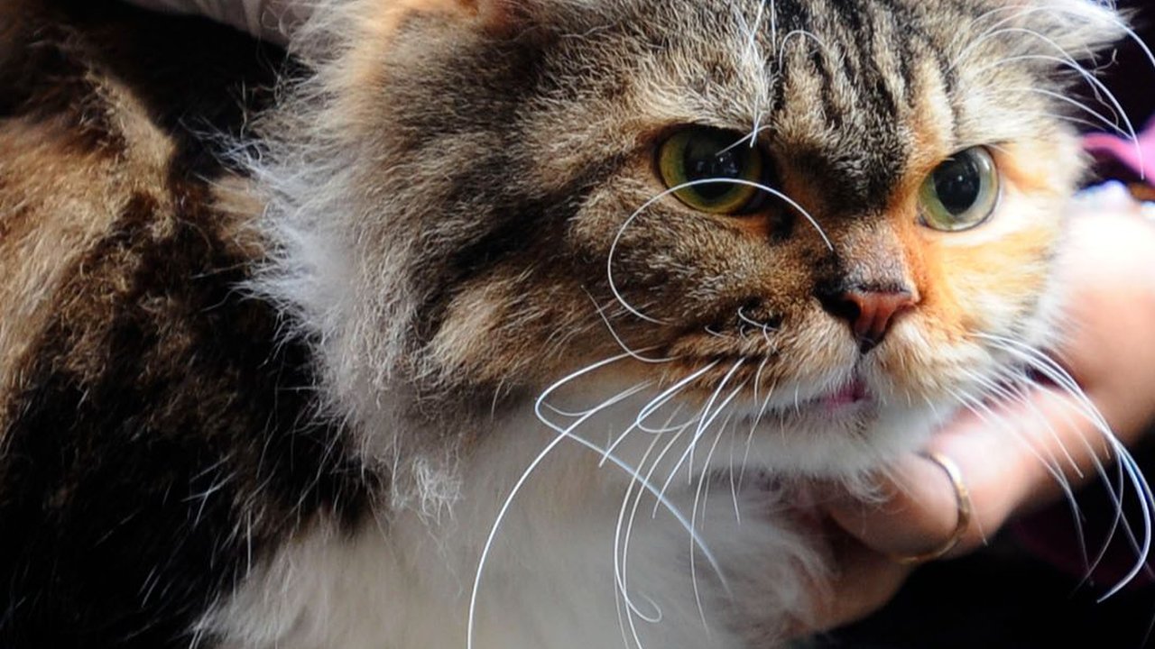 Minimalisir Risiko Rabies, Banyuwangi Vaksin Anjing dan Kucing di Wilayah Pinggiran