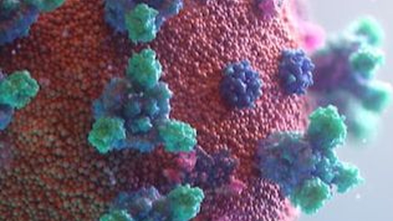 Gejala Echovirus-11 dan Cara Penularannya, Virus yang Banyak Menyerang Bayi