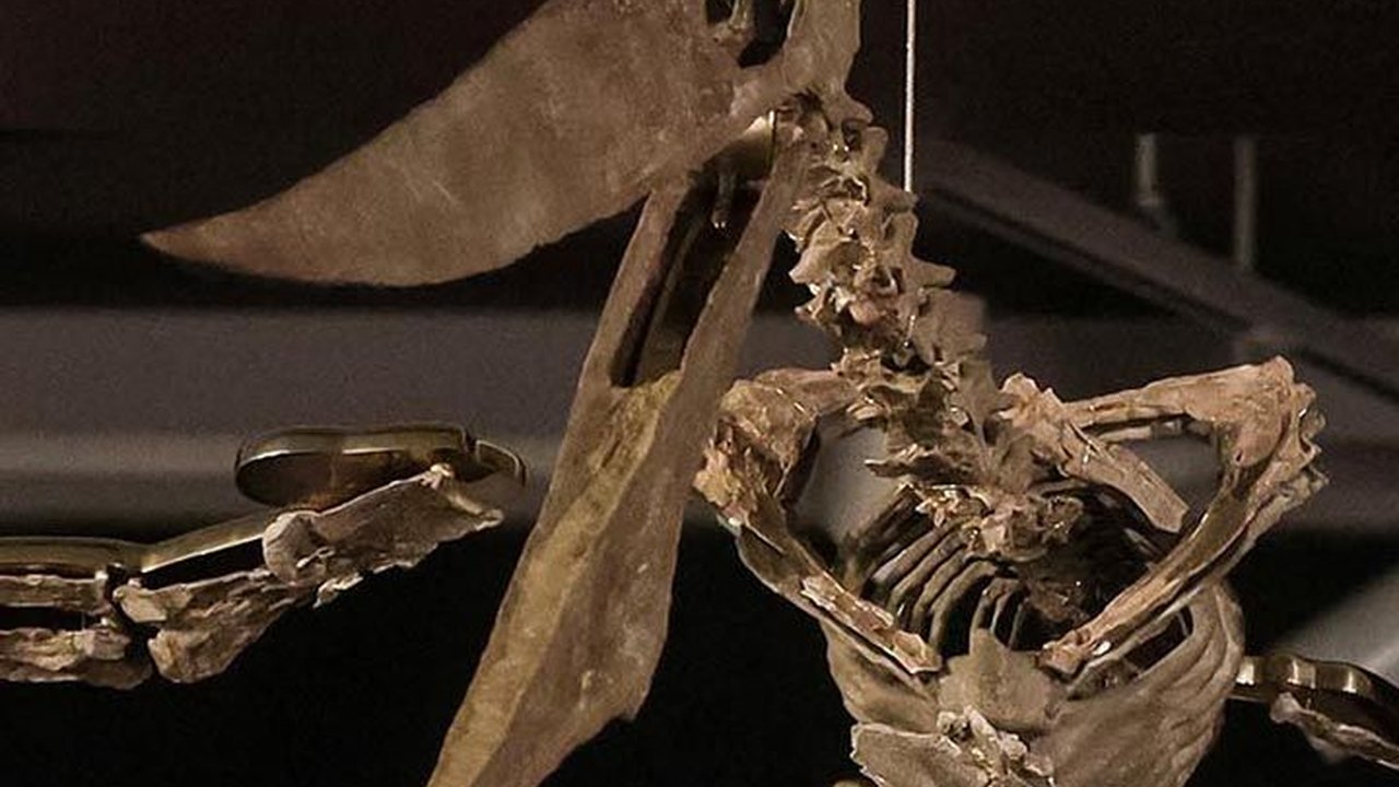 FOTO: Penampakan Fosil Dinosaurus Bersayap Dipamerkan di New York, Usianya 83 Juta Tahun