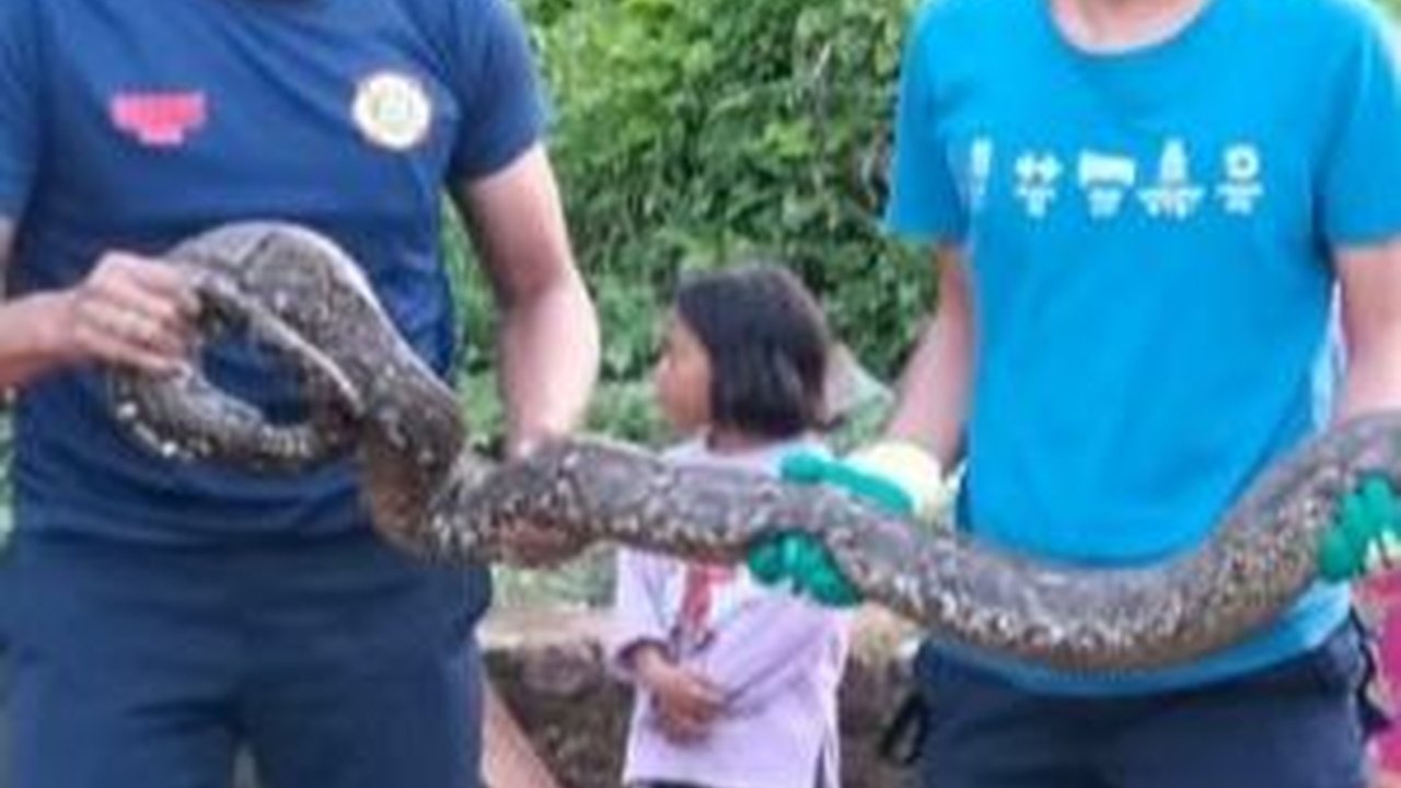 Ular Piton Tiga Meter Keluar dari Hutan, Ditemukan di Pekarangan Warga Hendak Cari Mangsa