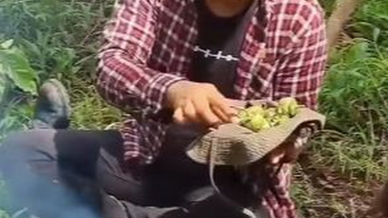 Kelaparan di Hutan dua Pria Ini Makan Kecubung, Begini Reaksinya Bikin Kaget