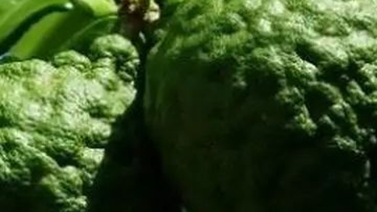 Mencicipi Kue Saren, Makanan Tradisional Khas Jambi yang Terbuat dari Kayu Jeruk Purut