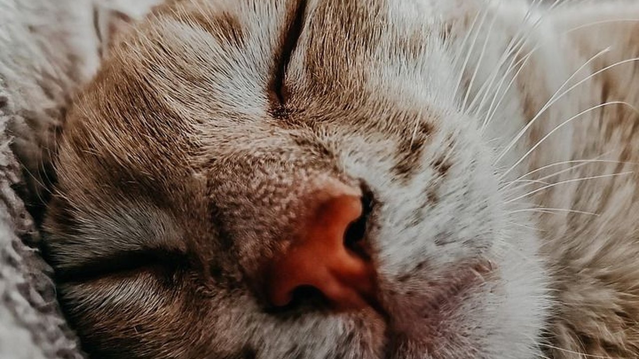 5 Penyebab Kucing Tidur Terus, Faktor Stres hingga Masalah Kesehatan