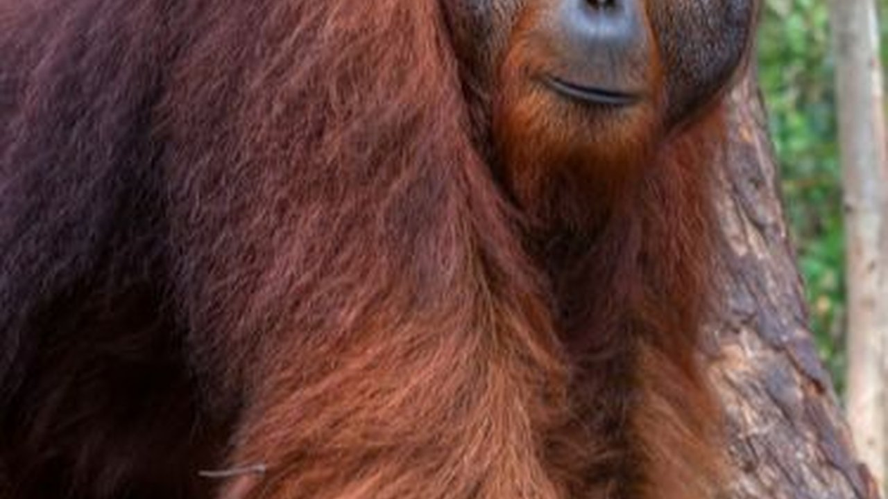 Kerabat Dekat Bigfoot Akhirnya Ditemukan, Dulu Ada di Asia Tenggara
