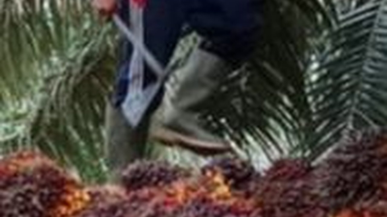 Pengembangan Bisnis Energi Rendah Karbon, Limbah Cair Kelapa Sawit Diubah Jadi Bahan Bakar