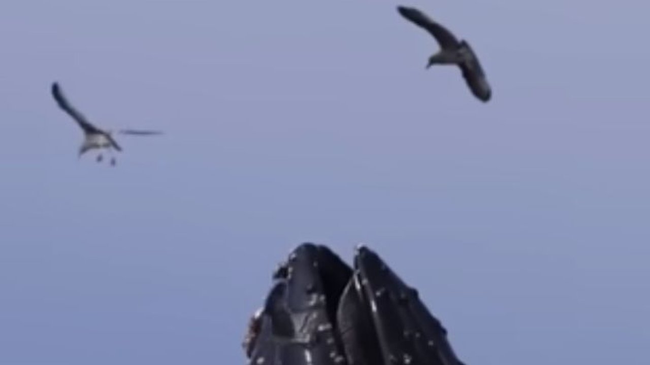 Mirip Kisah Nabi Yunus, Pria Ini Pernah Ditelan Paus saat Menyelam