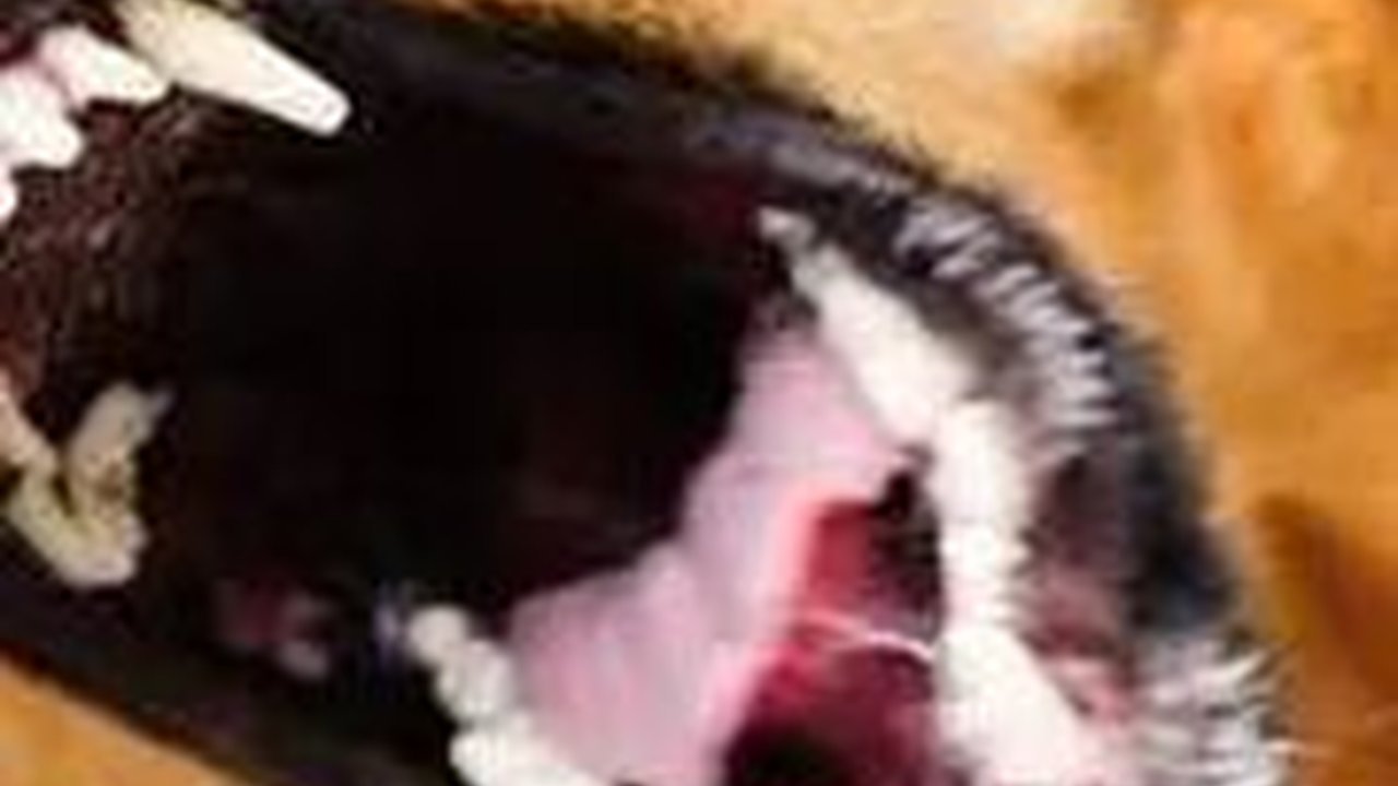 3.888 Kasus Gigitan Hewan Rabies Terjadi di Sumut, Ini Imbauan Dinas Kesehatan
