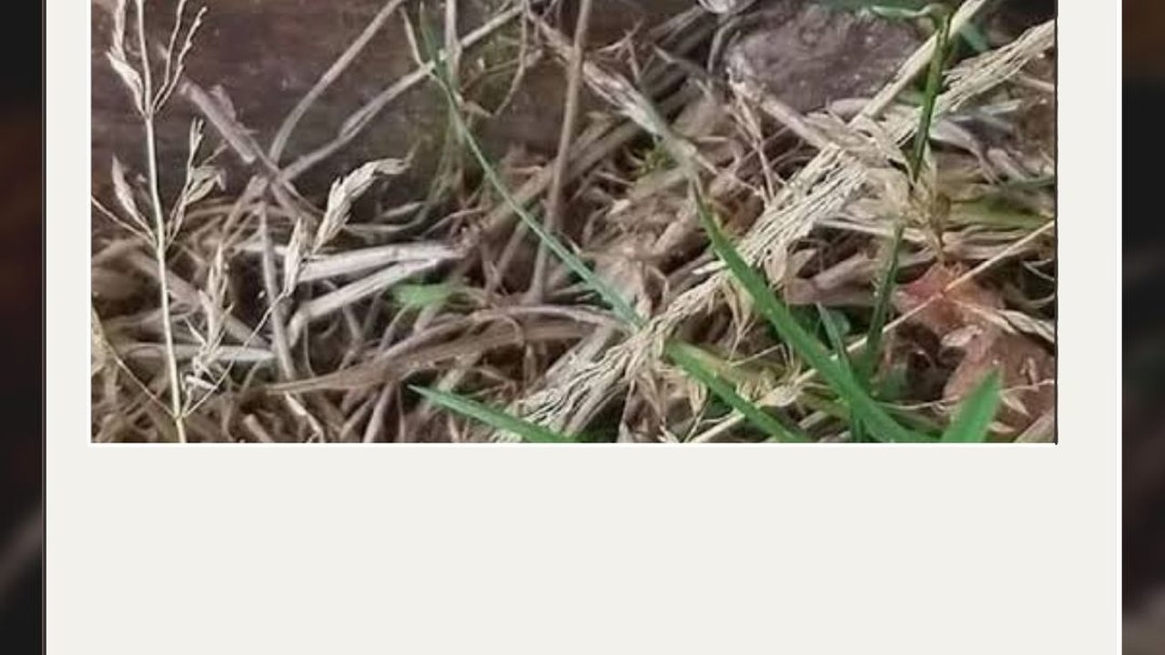 5 Fakta Xylaria polymorpha, Jamur Hutan yang Bentuknya Seperti Jari Mayat Busuk