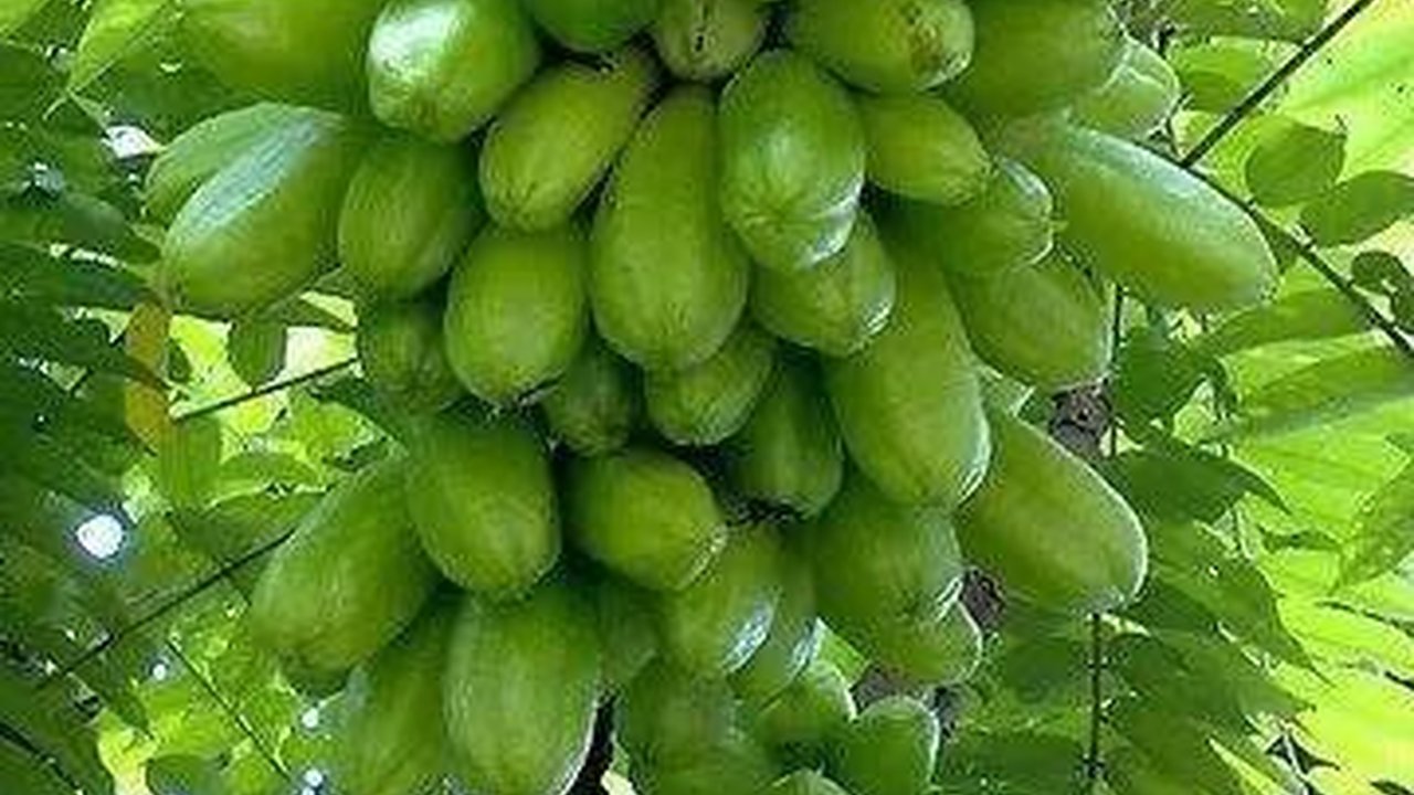 Mencicipi Jenang Belimbing Wuluh Banyuwangi, Rasanya Unik Bikin Ketagihan