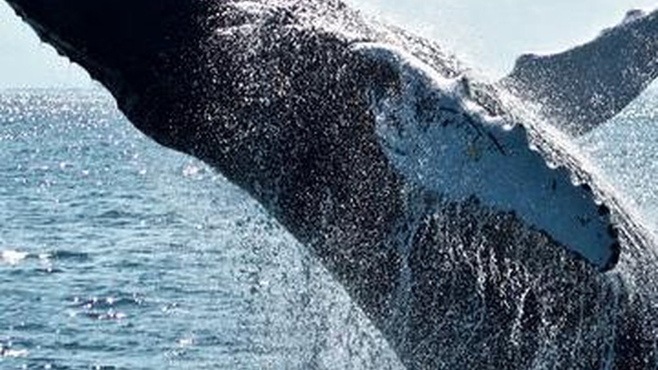 Peneliti Ungkap Alasan Paus Suka Melompat ke Permukaan Air
