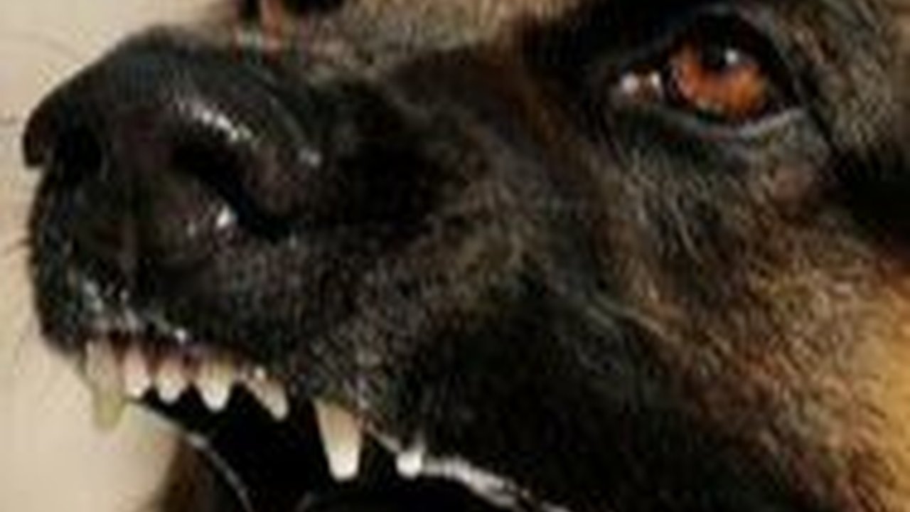 Rabies Kembali Renggut Nyawa, Bocah 6 Tahun di NTT Meninggal Setelah Dagunya Digigit Anjing