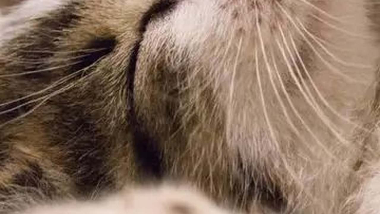 Hasil Laboratorium Tewasnya Puluhan Kucing di Sunter Jakut: Bukan Karena Diracun