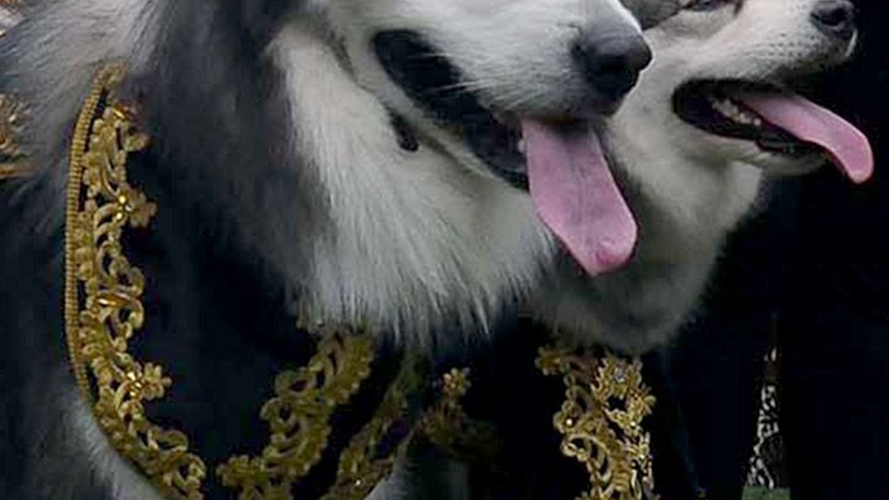 FOTO: Mewahnya Pernikahan Anjing di Jakarta Habiskan Rp200 Juta, Ada Pemberkatan dan Resepsi