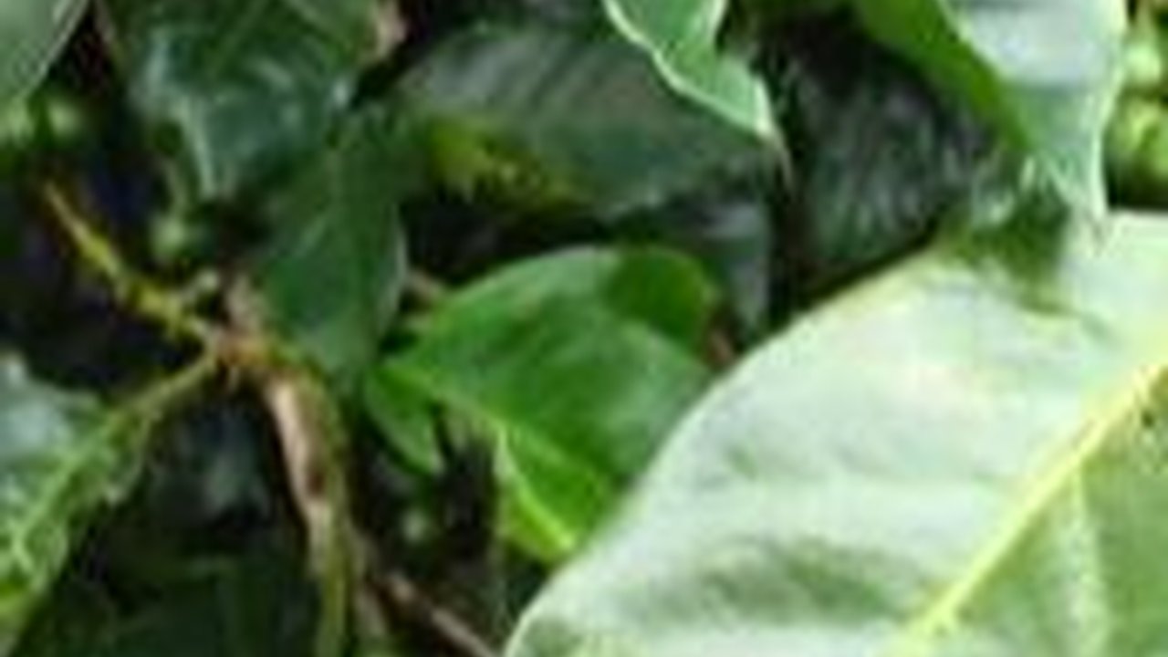 Menyeruput Kopi Kawa Daun, Cita Rasa Olahan Daun Kopi Khas Sumatra Barat