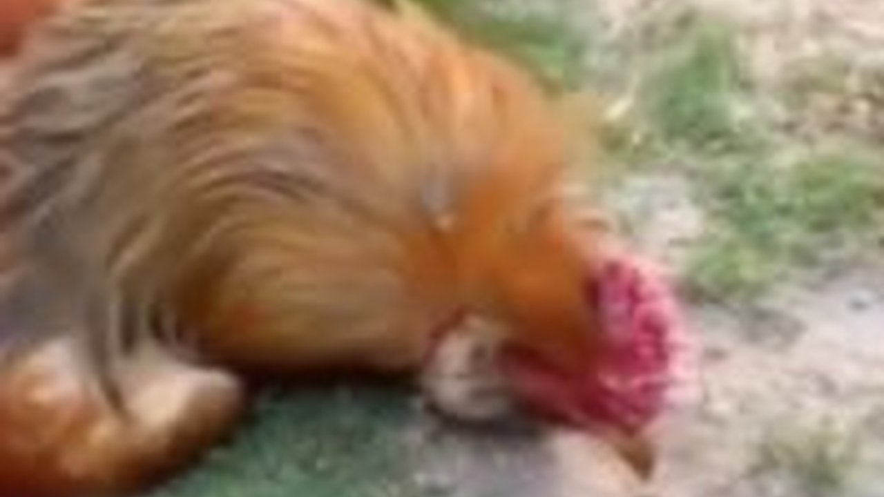 Ramai Video Hipnotis Seekor Ayam, Ilmuwan Jelaskan Bukan Kekuatan Gaib