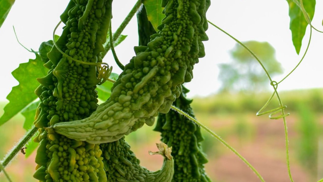 Manfaat Air Pare untuk Kesehatan, Turunkan Berat Badan Hingga Kadar Gula Darah
