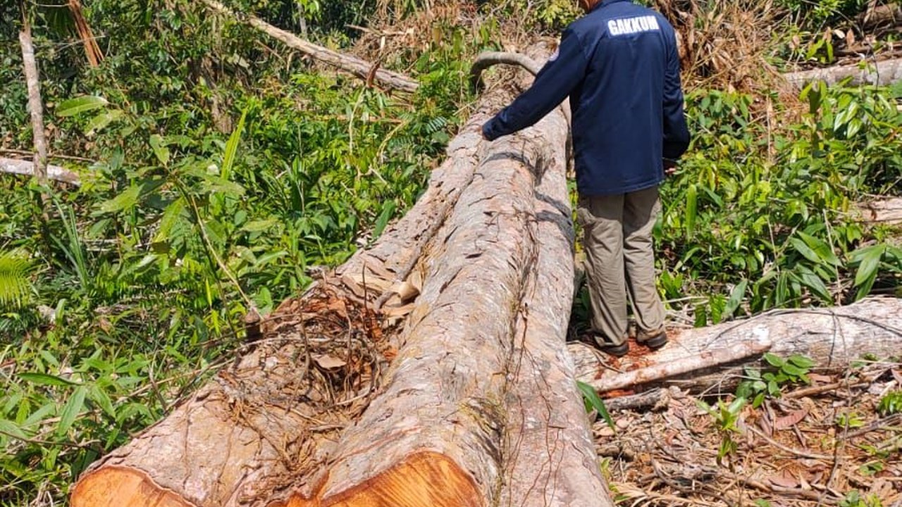 Kepala Desa dan Tokoh Masyarakat  Rusak Hutan Demi Lahan Sawit