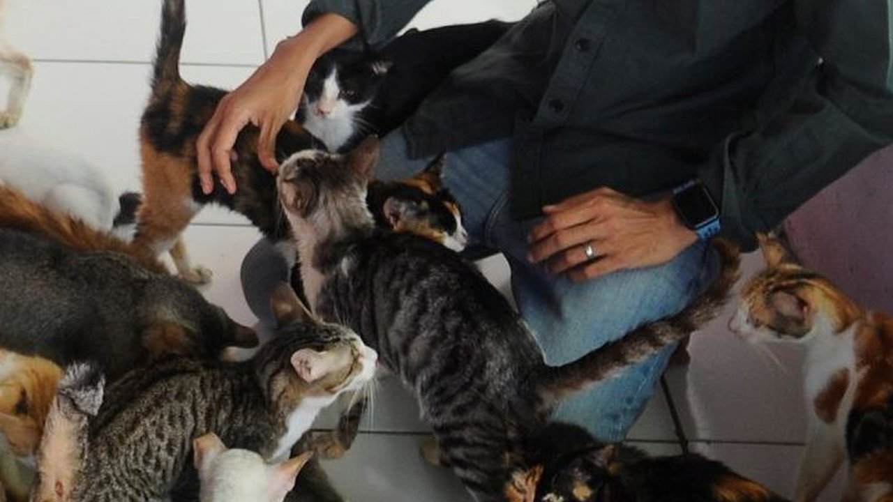 FOTO: Melihat Kondisi RSC di Bogor, Rumah Singgah Ribuan Kucing dan Anjing Terlantar Usai Dilanda Kebakaran