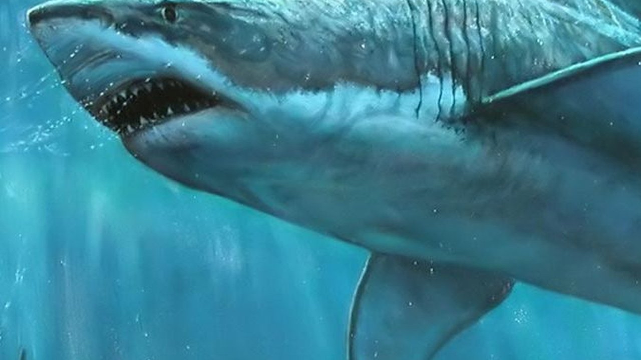 Ilmuwan Temukan Fakta Baru Mengejutkan Tentang Megalodon