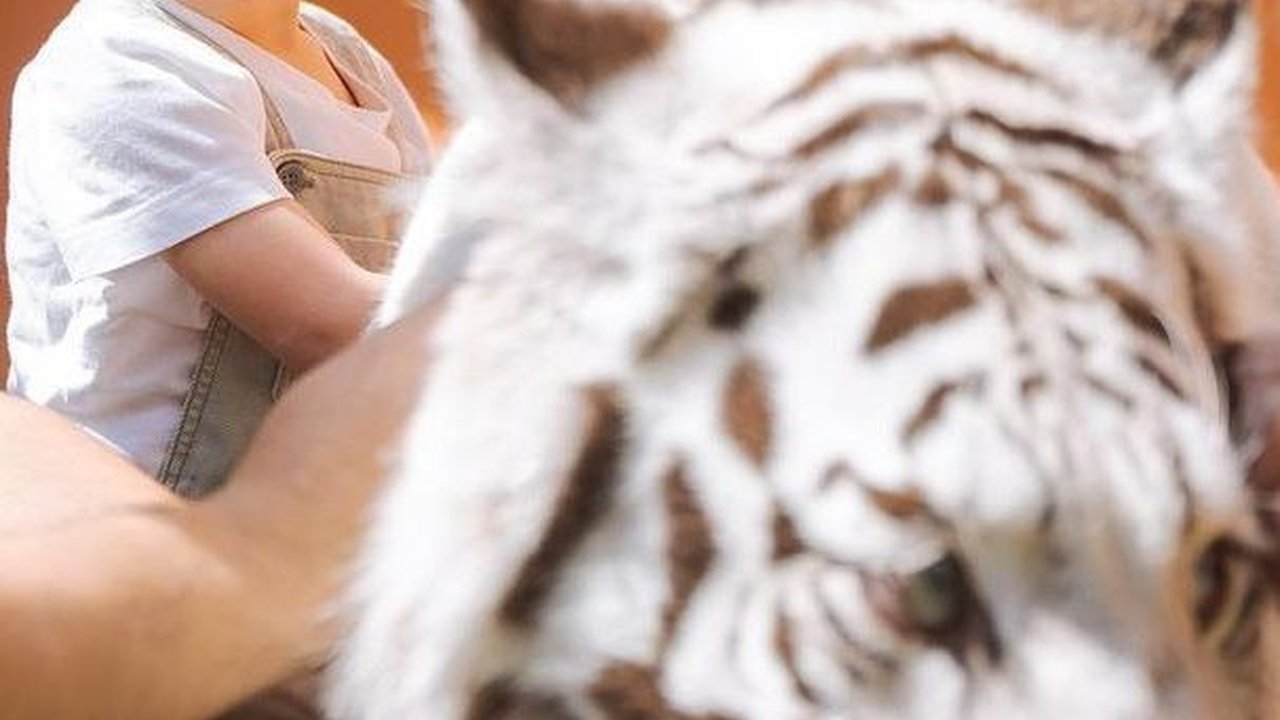 Bayi Pemberani, Ini Momen Rayyanza Masuk Kandang dan Pegang Selen Harimau Putih Alshad Ahmad