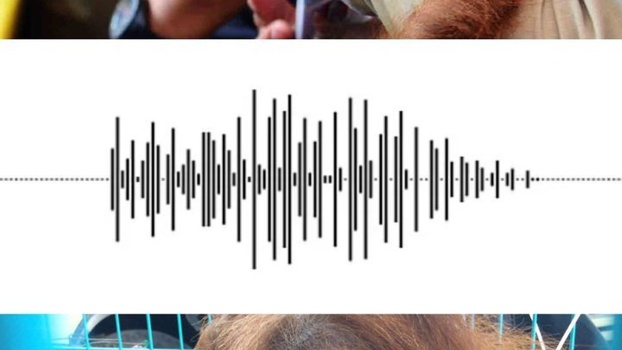 Coba Dengarkan Suara Orang Utan Jika Terlibat Perselisihan, Mirip Bunyi Apa?