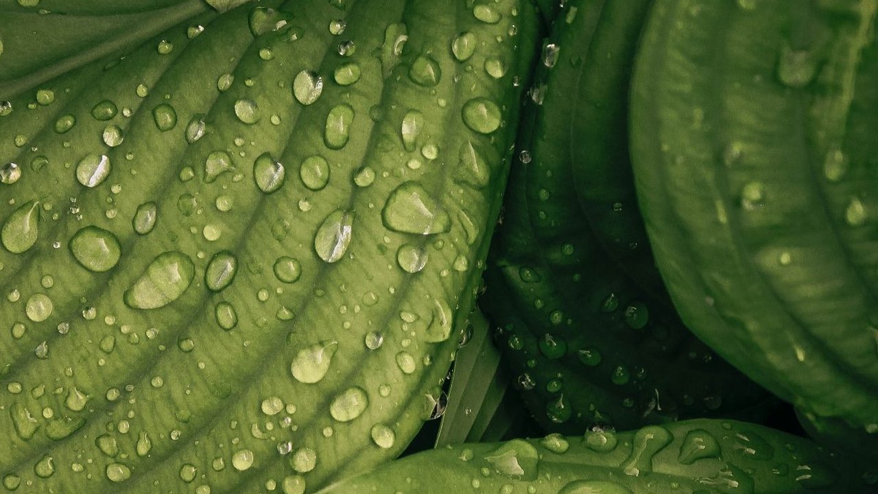 Fungsi Stomata Pada Daun, Bantu Proses Fotosintesis