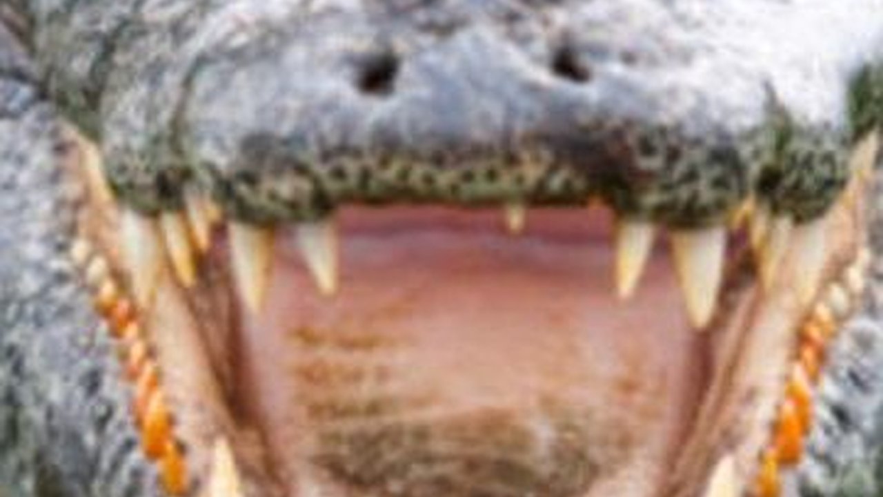 VIDEO: Viral Buaya Bawa Jasad Manusia yang Hilang Sepekan Lalu