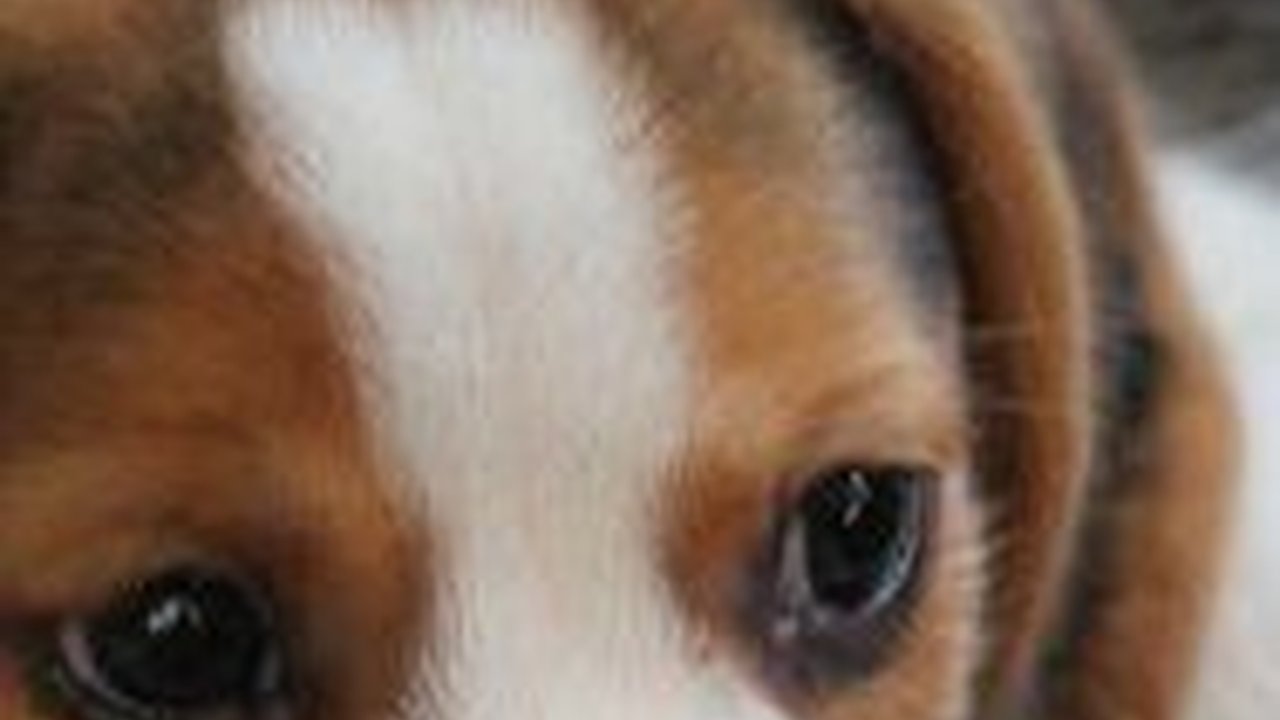 Selalu Berdiri di Tempat yang Sama, Anjing Ini Setia Menunggu Temannya yang Hilang