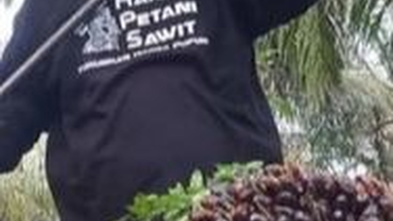 Gara-Gara Ini, Pengusaha Sawit Khawatir Investasi Dalam Negeri Bakal Terganggu