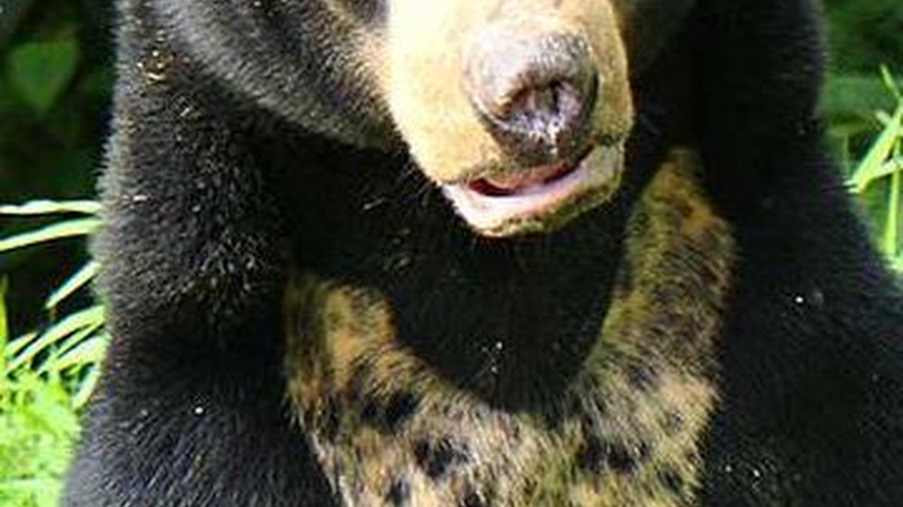 Bertarung Lawan Beruang, Pria Jambi Terluka Parah dengan 300 Jahitan di Kepala