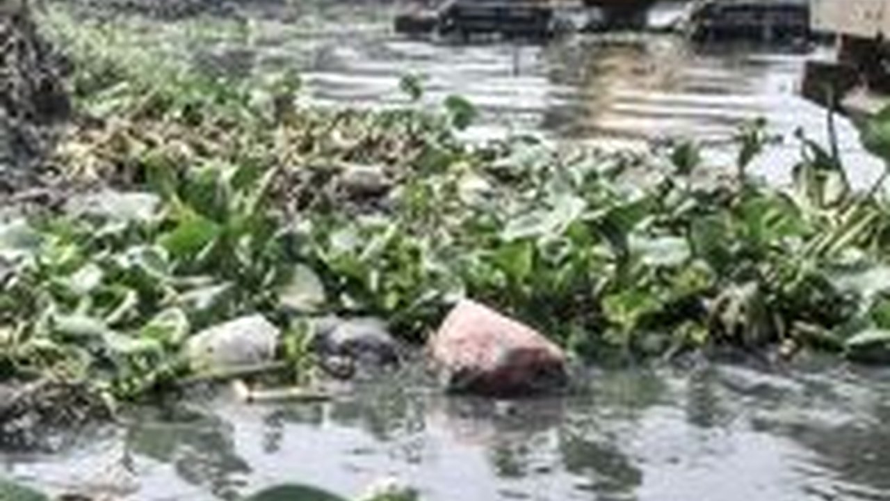 Eceng Gondok Menggunung di Waduk Pluit