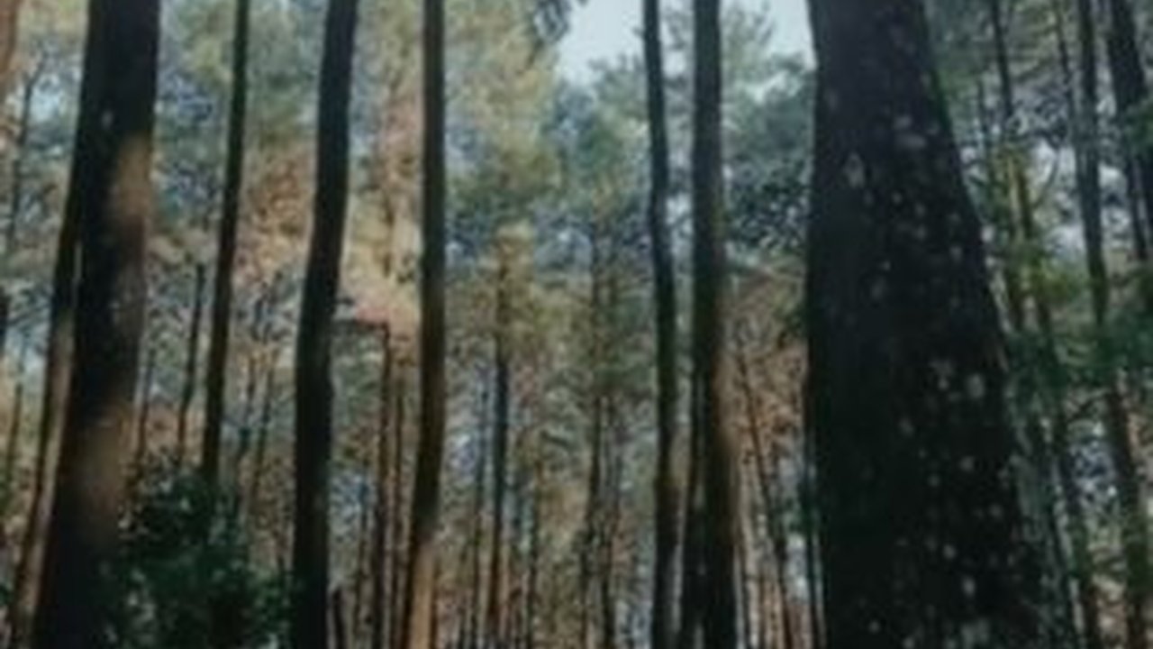 Taman Wisata Gunung Pancar, Berikut Harga dan Kegiatan yang Ditawarkan