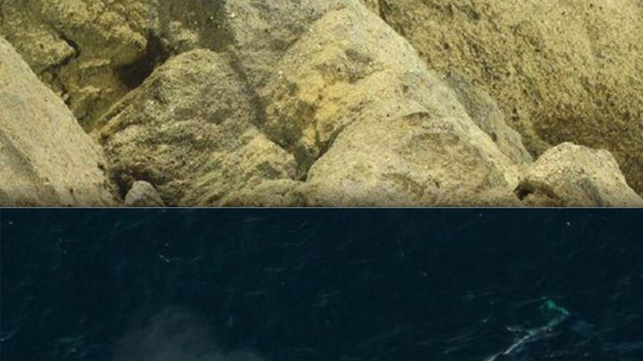 Pertempuran Epik Paus Biru Vs Belut Listrik Raksasa, Siapa Juaranya?