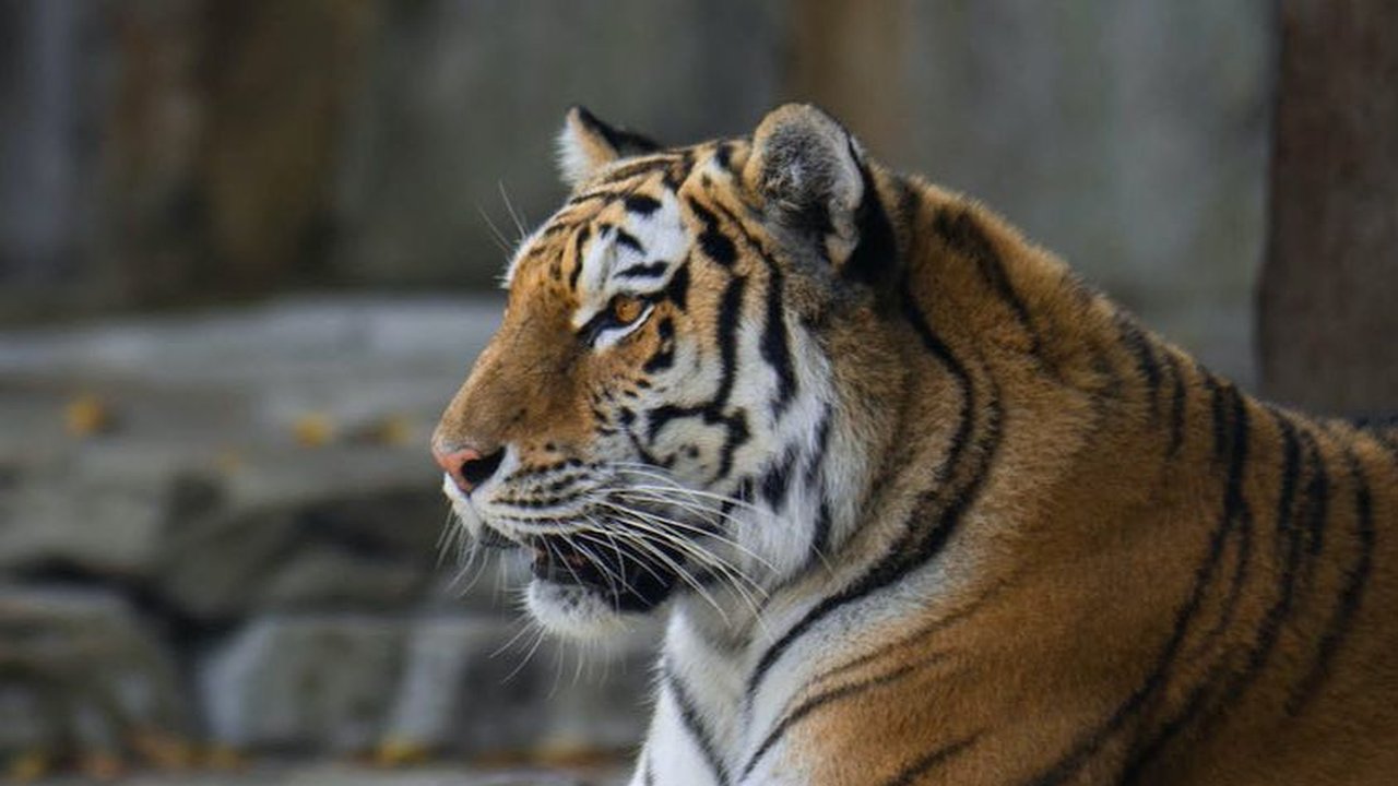 7 Kucing Liar Asal Indonesia Ini Langka dan Hampir Punah