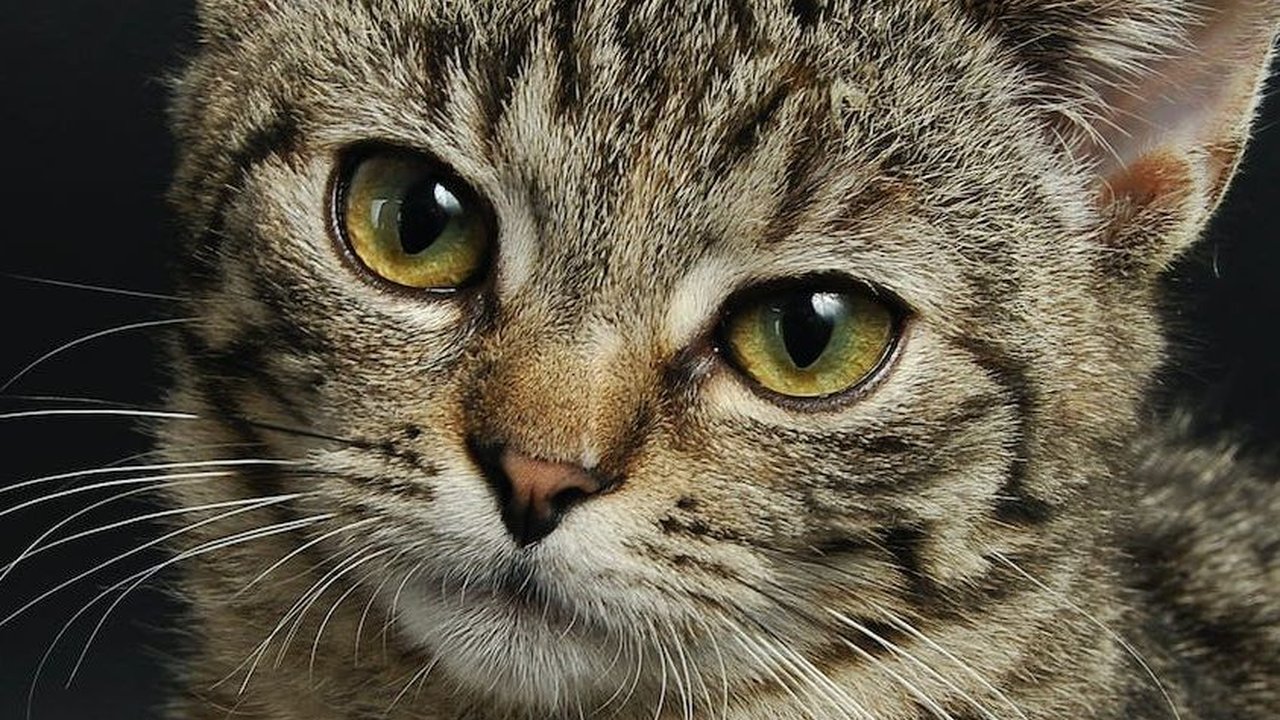 Memelihara Kucing Bikin Bahagia Lahir Batin