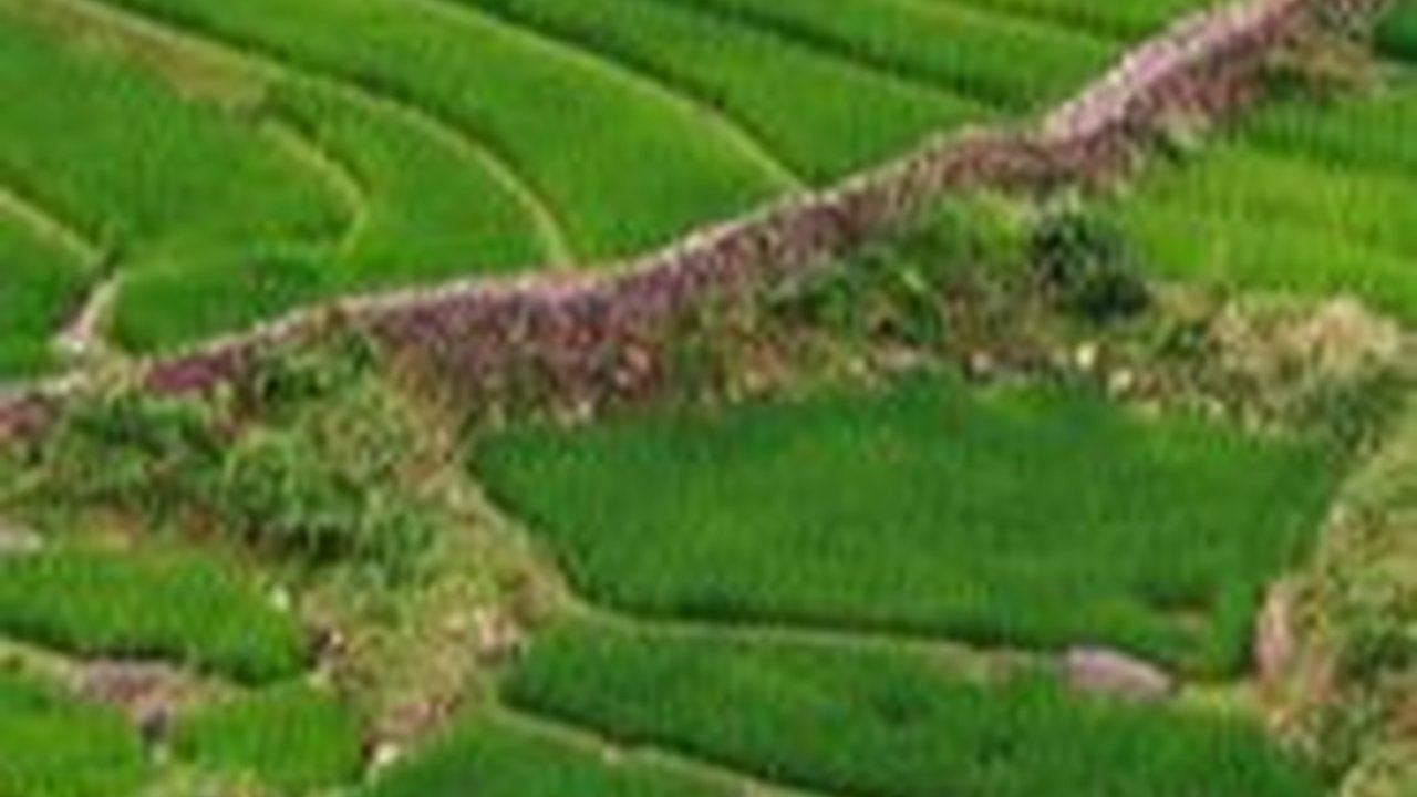 Jumlah Petani Terus Berkurang, Pemkab Banyuwangi Janji Modal Usaha Pertanian ke Anak Muda