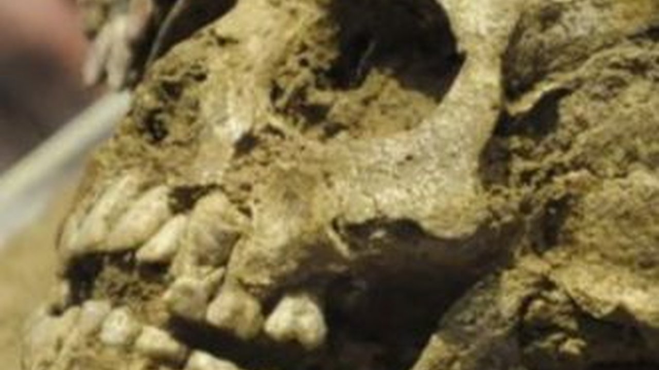 Tengkorak Gadis Yunani Berusia 2400 Tahun Ini Masih Pakai Bando Bunga-Bunga, Diduga Korban Pernikahan Dini