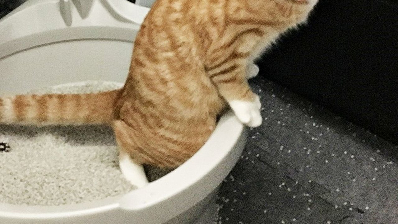 7 Pasir Kucing Wangi yang Murah, Berkualitas, dan Mudah Dibersihkan