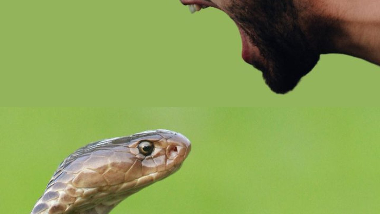 Ular Ternyata Bisa Mendengar Teriakan Orang, Ini Buktinya