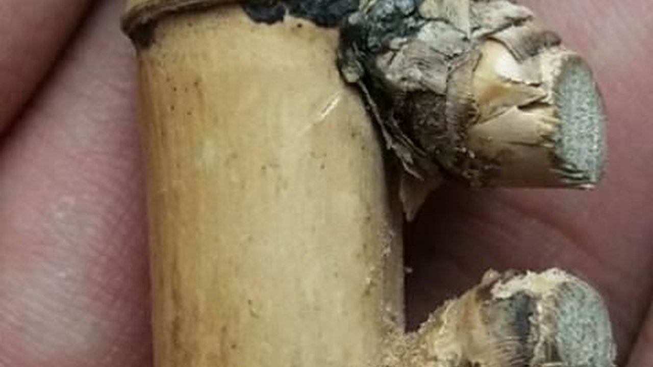 4 Benda Pembawa Hoki di Rumah Menurut Tradisi Jawa