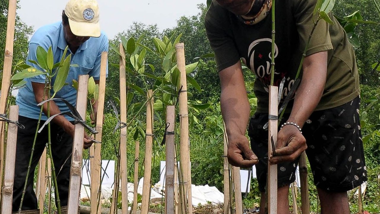 FOTO: Hari Mangrove Sedunia, 1.000 Pohon Bakau Ditanam di Pesisir Jakarta