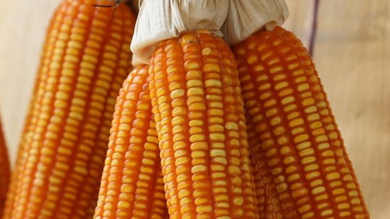 FOTO: Petani NTB Panen Perdana Jagung Bioteknologi