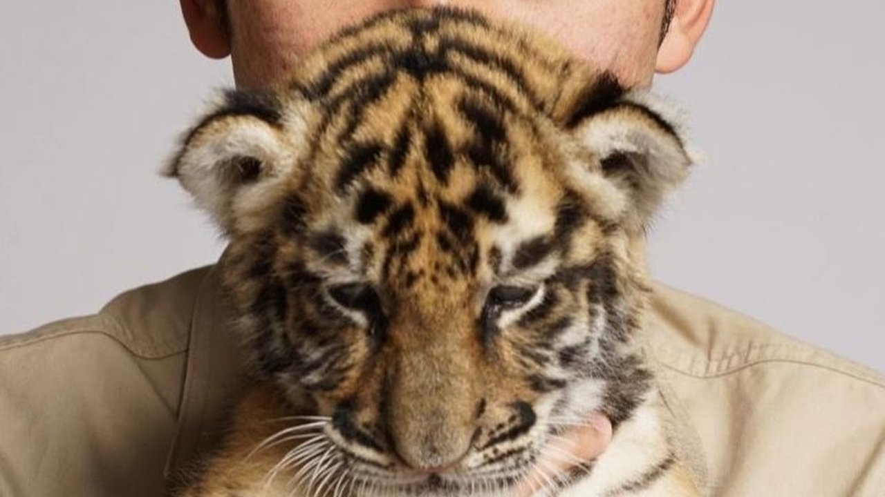 Jadi Sorotan, Alshad Ahmad Ungkap Penyebab Kematian Cenora Anak Harimau Miliknya