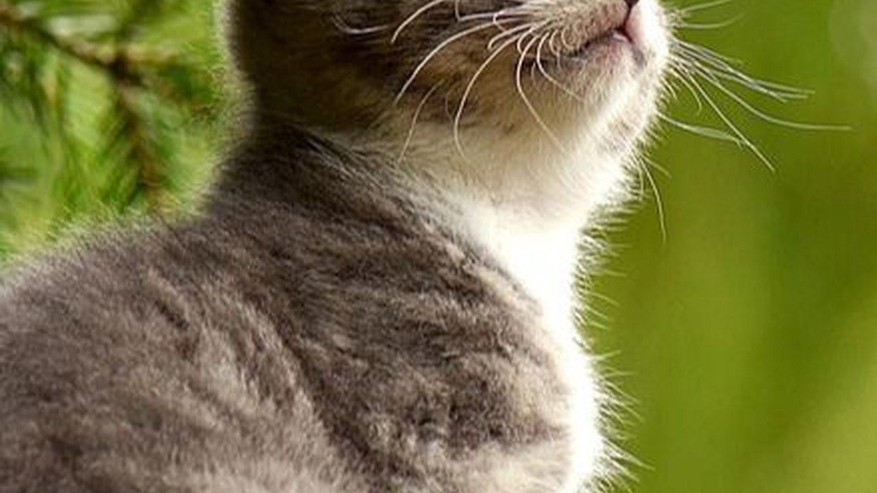 Penyebab Kucing Muntah Cacing, Periksa Konsumsi Makan dan Minumnya