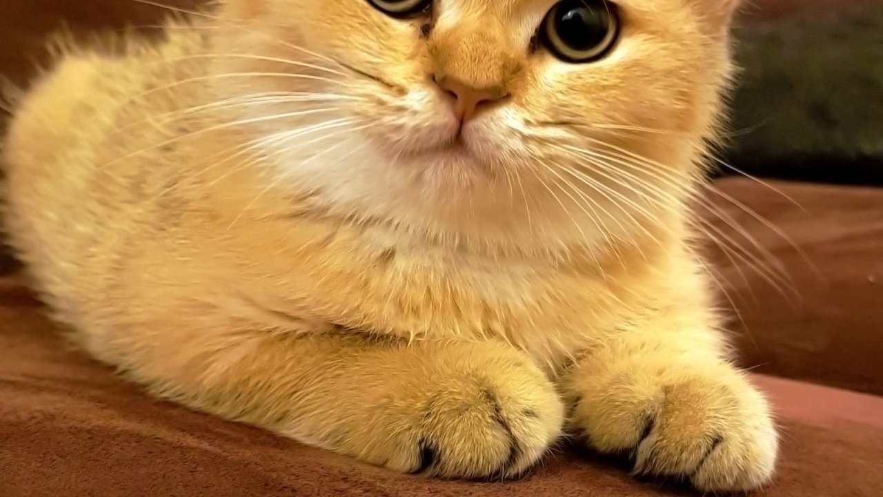 8 Jenis Kucing Paling Cantik di Dunia, Intip Penjelasan Karakteristiknya