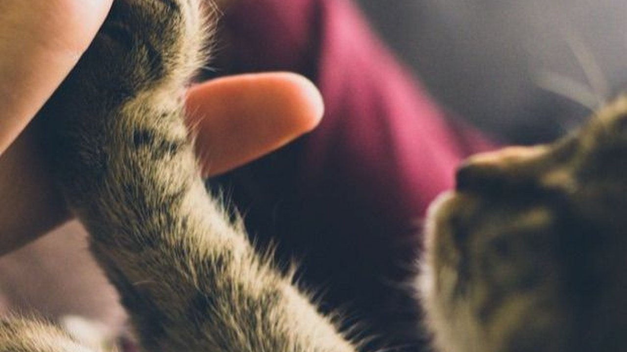 Cara Melatih Kucing Peliharaan agar Patuh