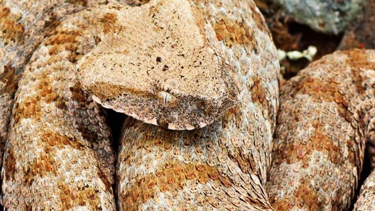 10 Jenis Ular Hidup di Sungai Ini, Sering Serang Manusia dan Ternak Warga