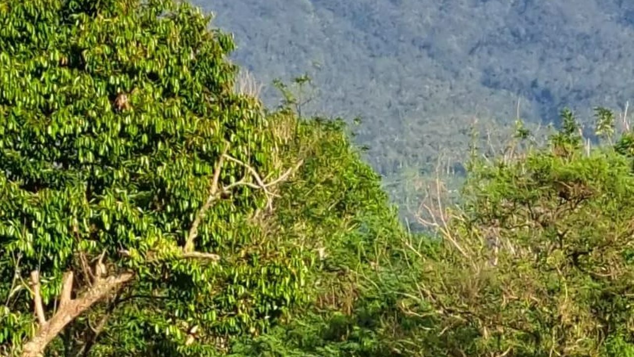 Potret Kepanikan Pendaki saat Gunung Dempo Erupsi,  Lari Menyelamatkan Diri Sampai Tenda Ditinggal