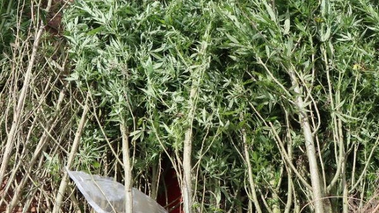 Potret Ratusan Batang Ganja di Tahura Karo, Begini Awal Mula Penemuannya