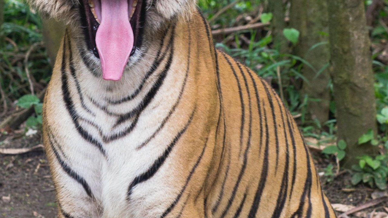 Bahaya Memeliharan Hewan Langka dan Dilindungi, Munculkan Penyakit Hingga Risiko Luka